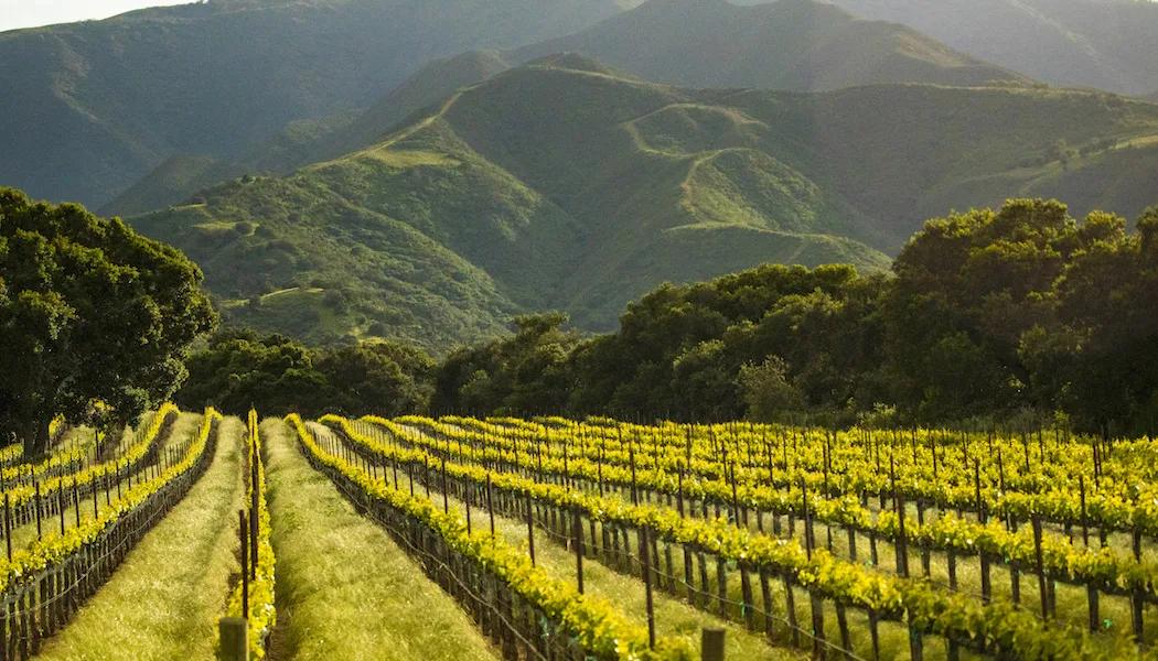 Loma Linda Vineyard