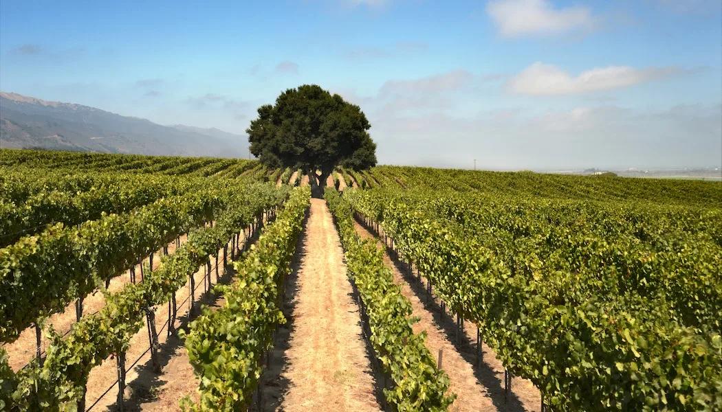 Lone Oak Vineyard