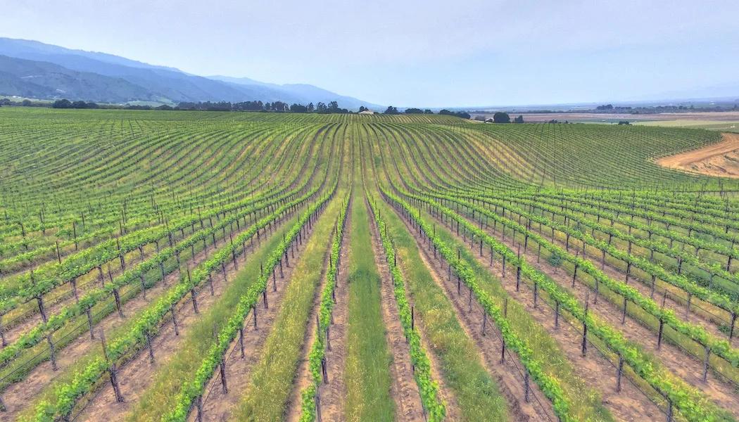 McIntyre Vineyards