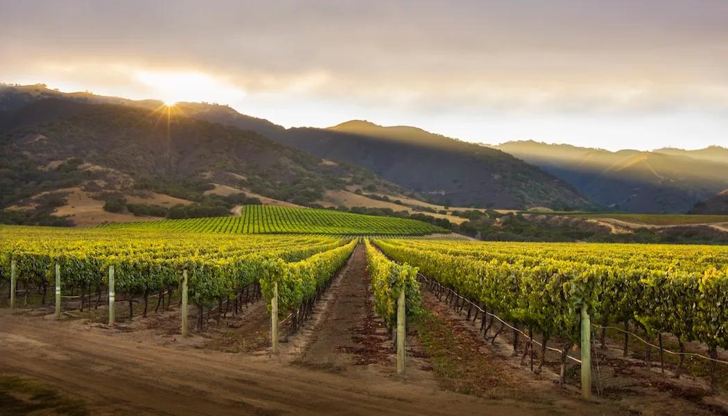 Mer Soleil Vineyards