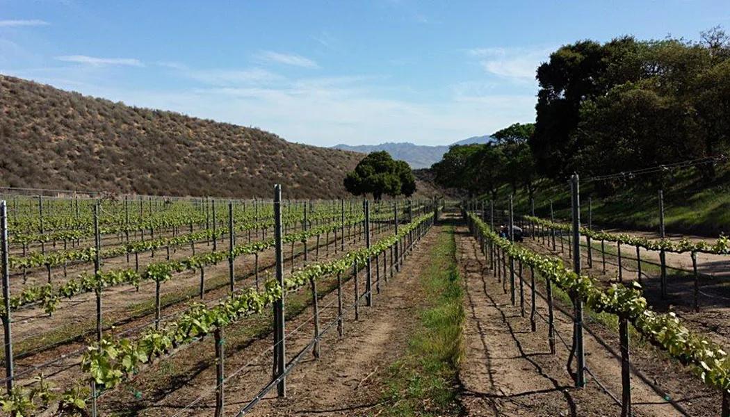Montelinda Vineyard