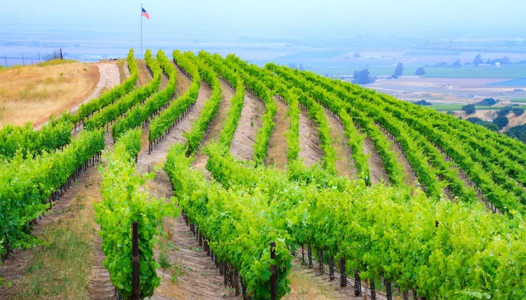 Paraiso Vineyards