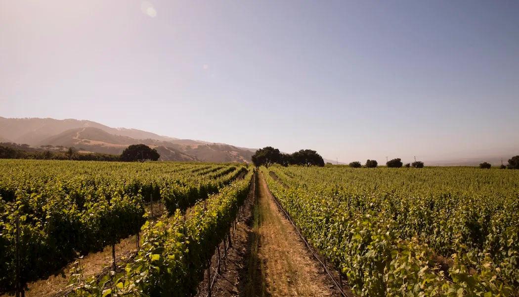 Playa Alta Vineyard