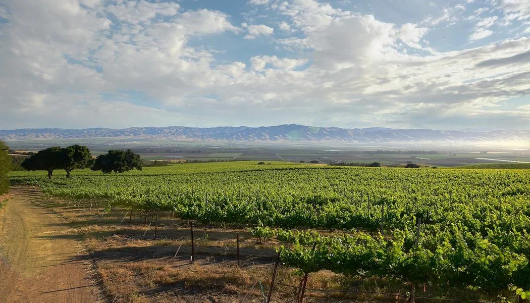 Riboli Doctor's Vineyard