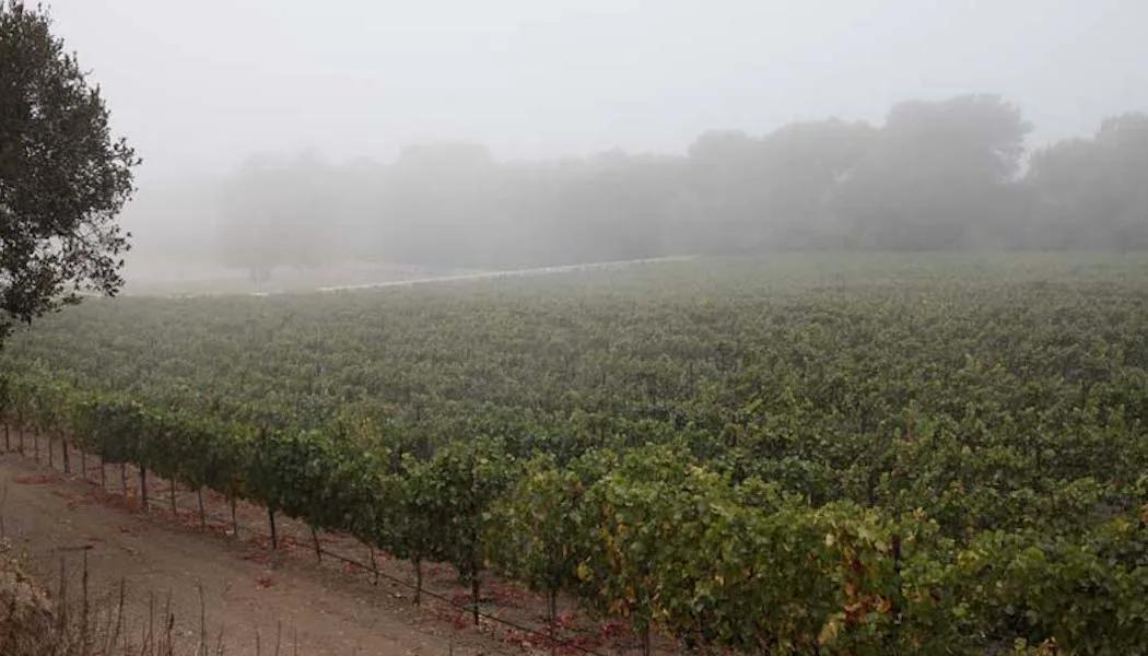 Saint Lucy Vineyard
