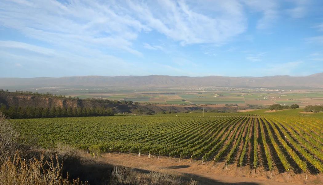 Smith Vineyard