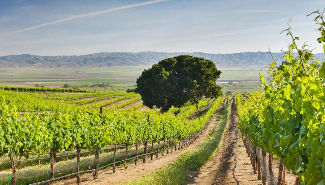 Tondre Grapefield