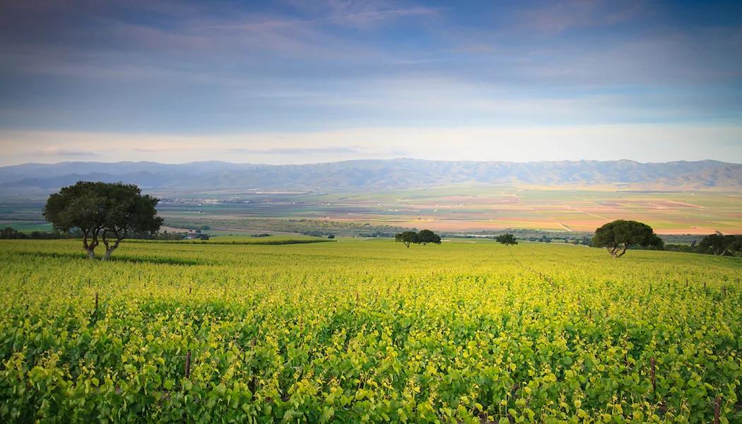 Vigna Borrego Vineyard