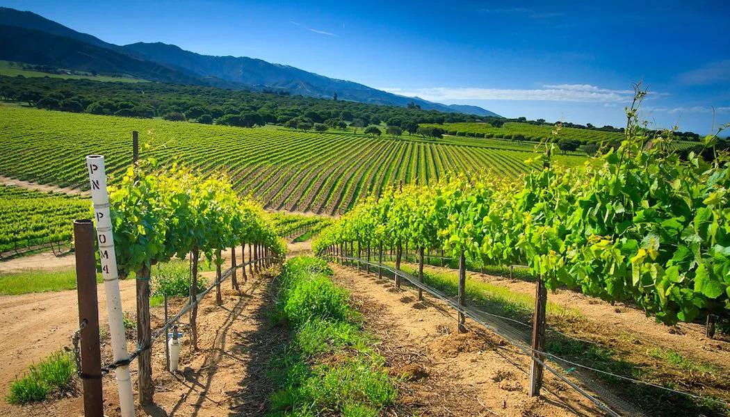Vigna Monte Nero Vineyard