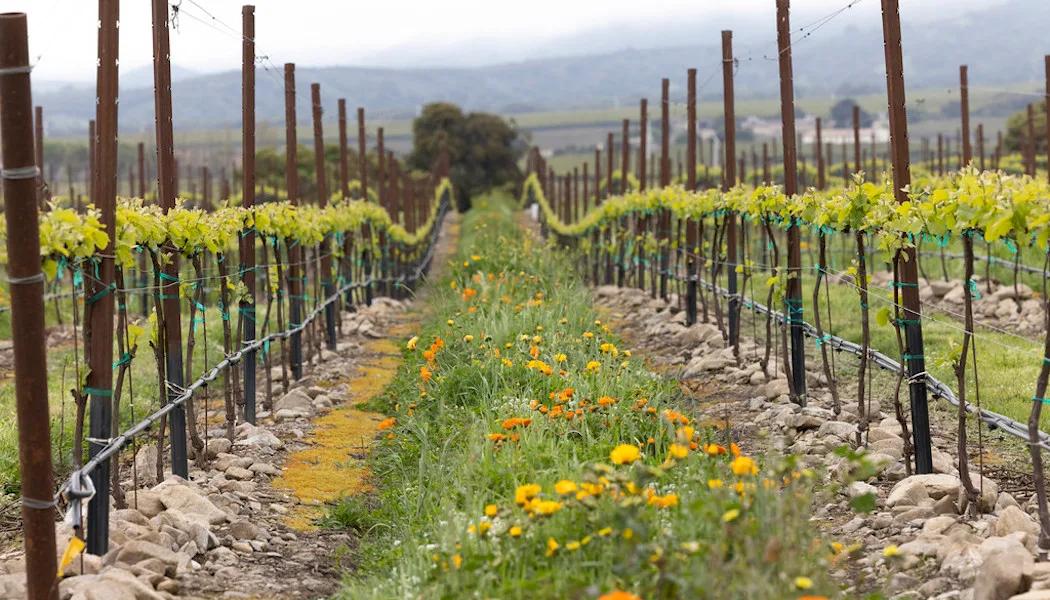 WindRock Vineyard